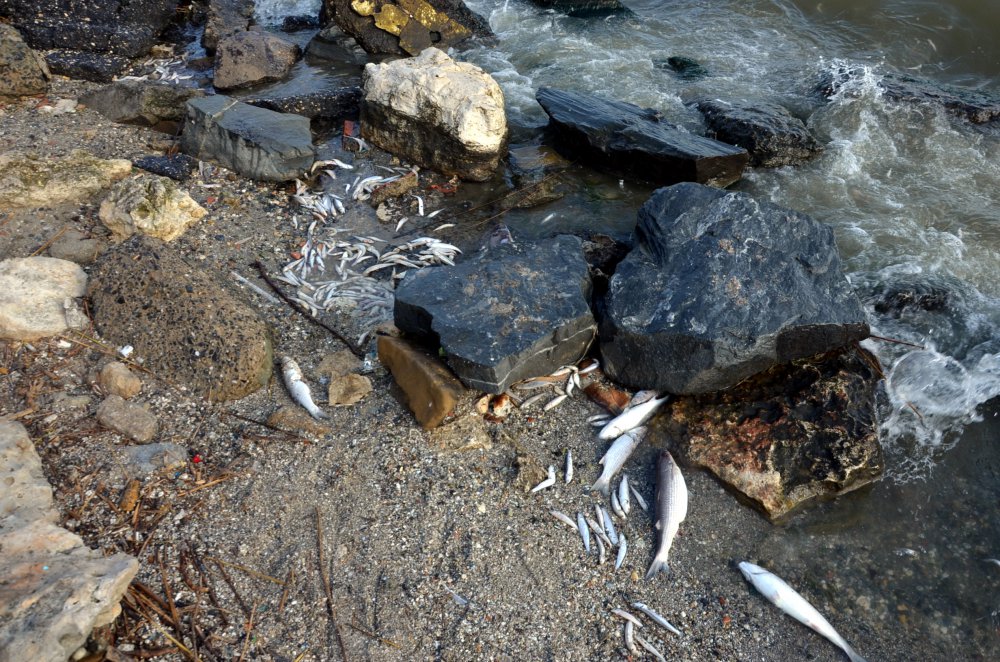 küçükçekmece gölü ölü balık
